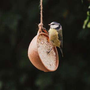 gardman coco not bird feeding