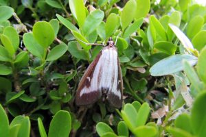 box moth