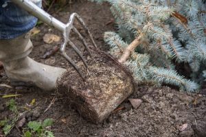 loosen tree roots