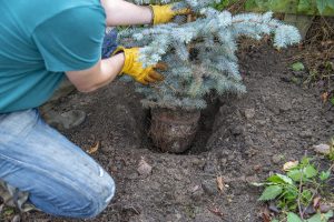 planting tree