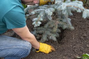 refill planting hole