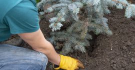 refill planting hole