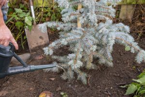 watering tree