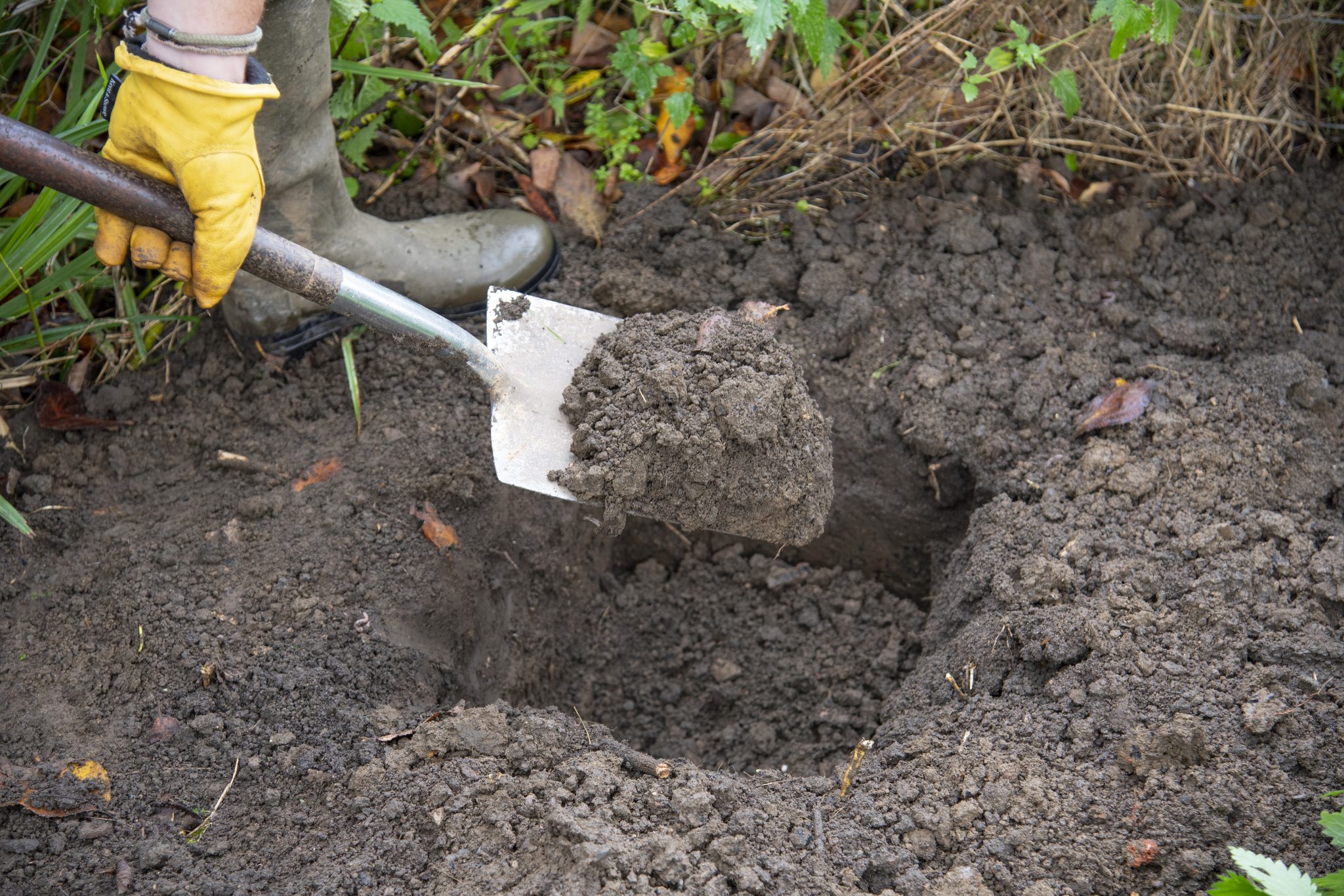 Tree Planting Guide - Garden Health