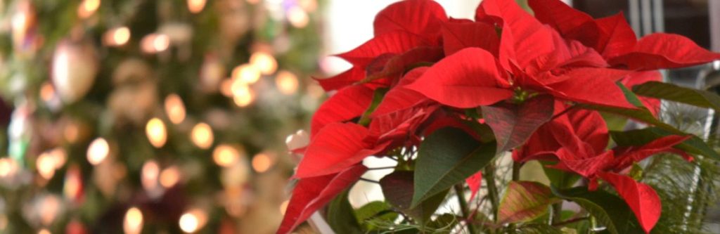 Essential Gardening for December