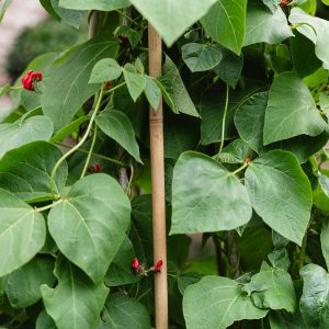 growers bamboo for runner beans