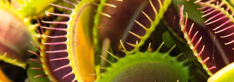 how to care for venus fly trap banner