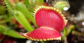 how to care for venus fly trap featured