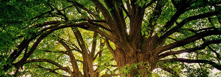 tree banner