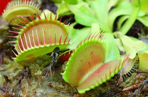 venus fly trap