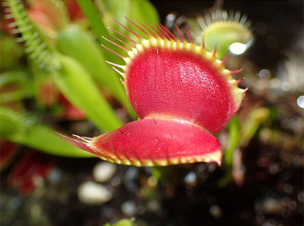 venus fly trap