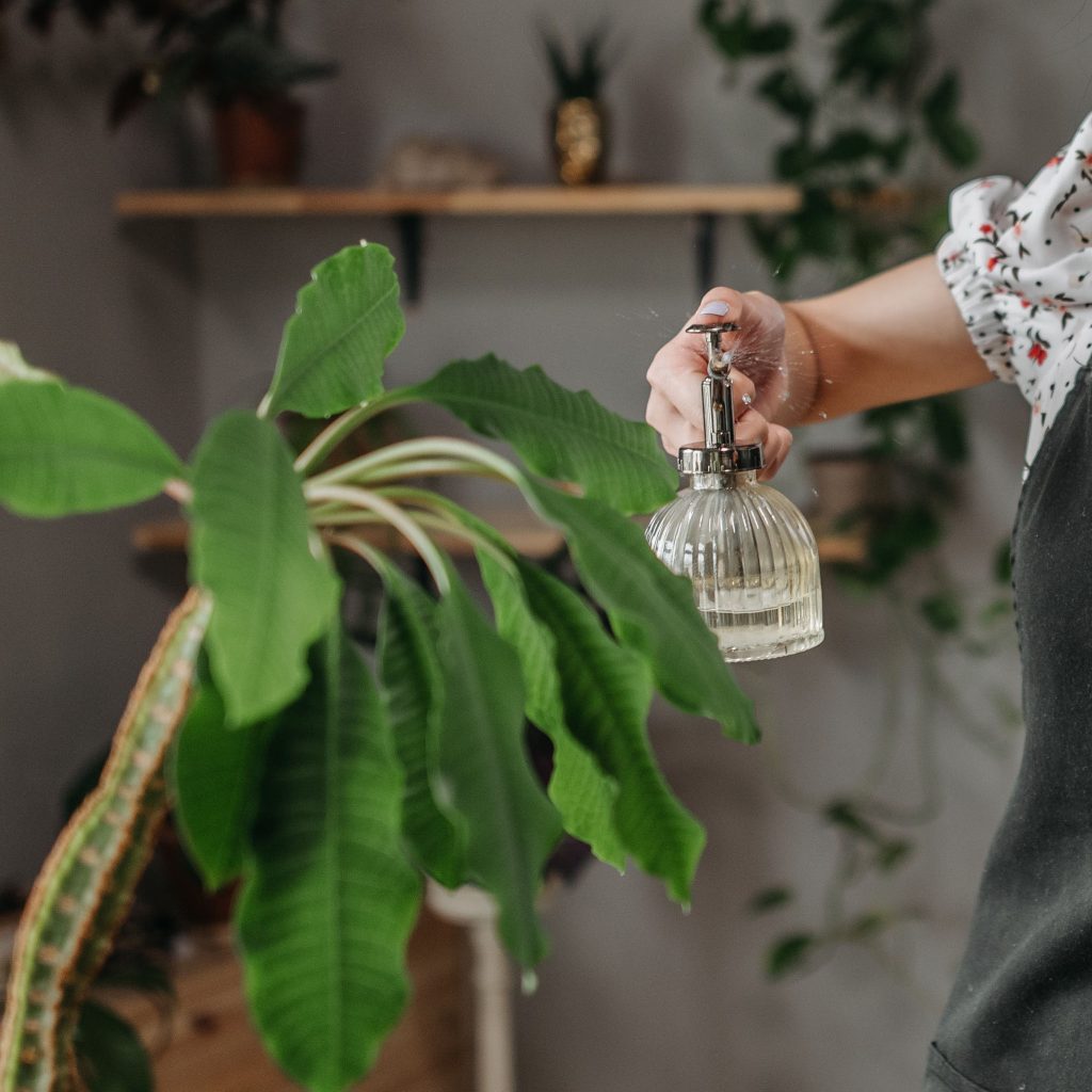 cleaning houseplant with spray