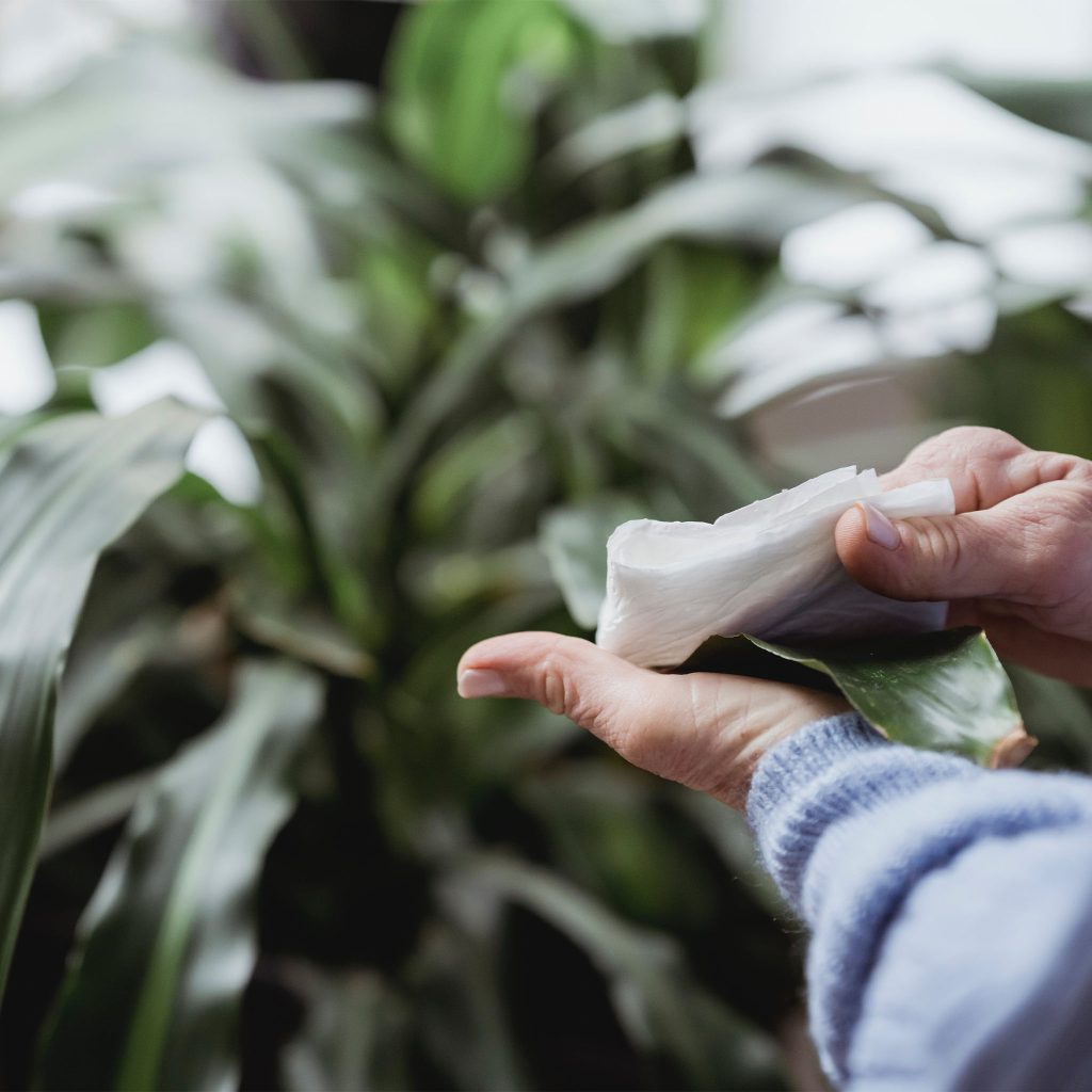 cleaning houseplants