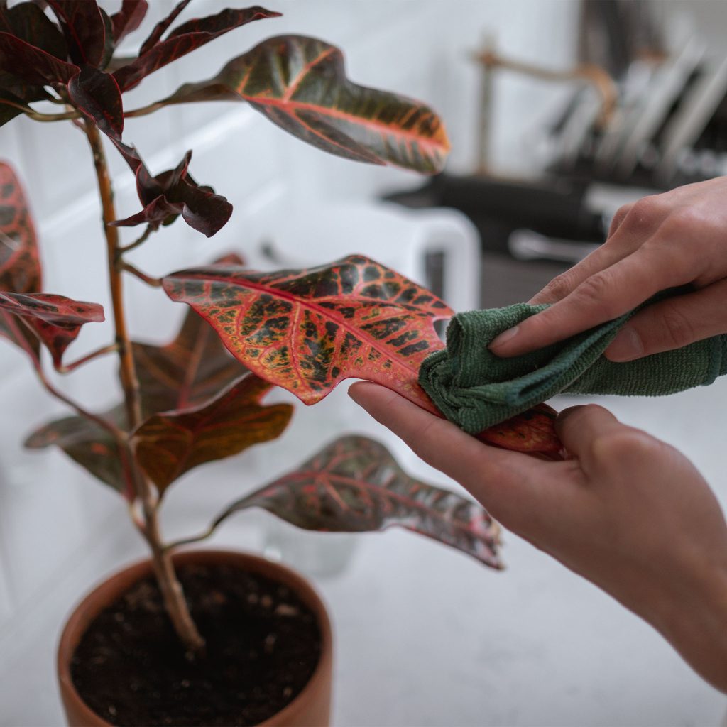cleaning houseplant