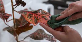 cleaning houseplant