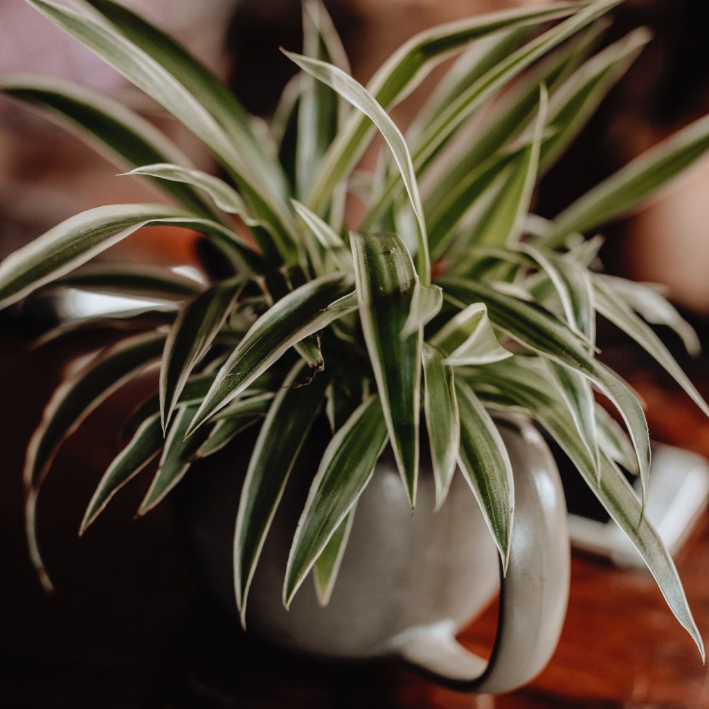 spider plant