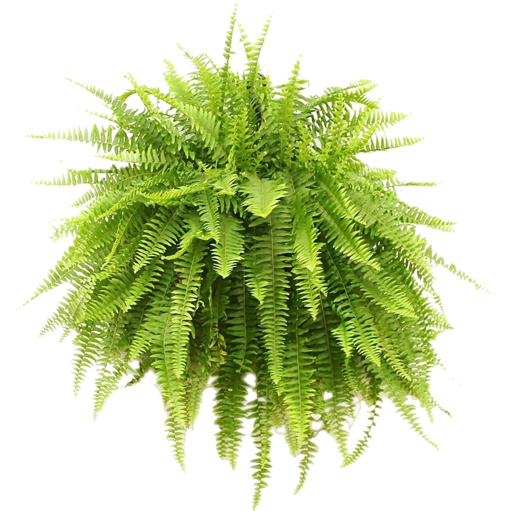 fern