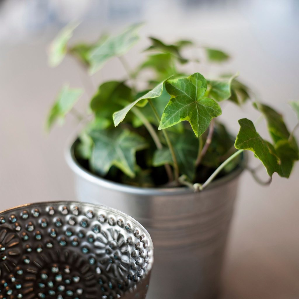 ivy in pot