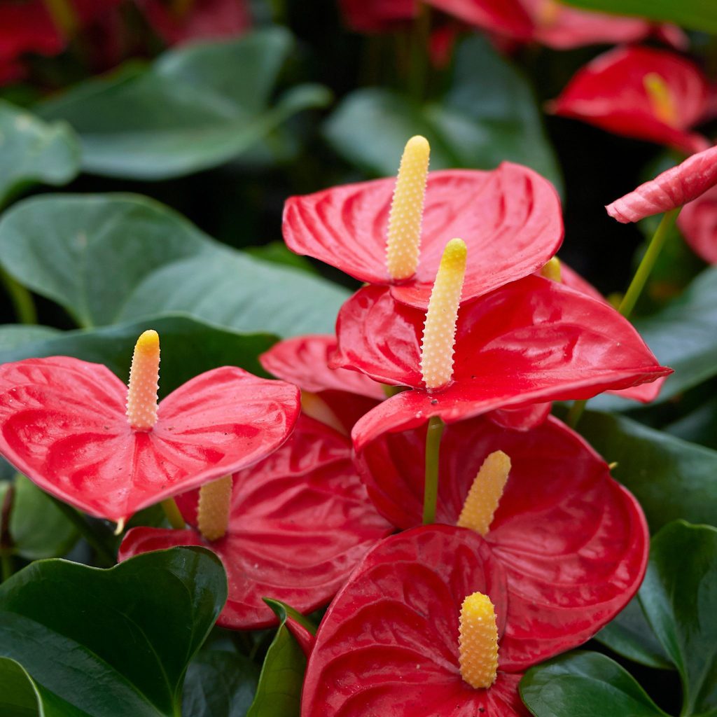 anthurium