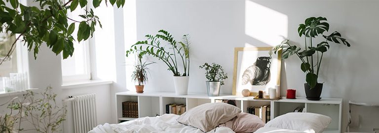 houseplants in bedroom