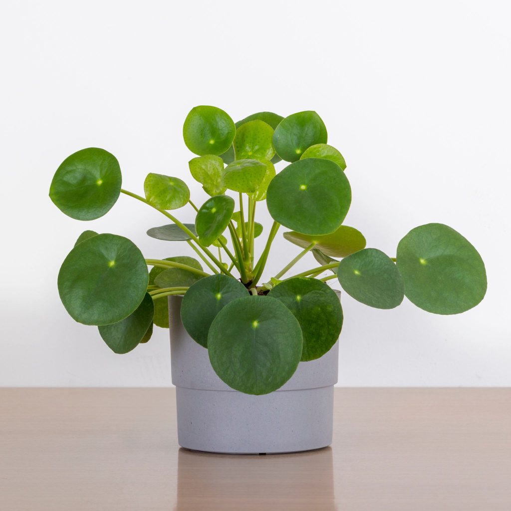 chinese money plant