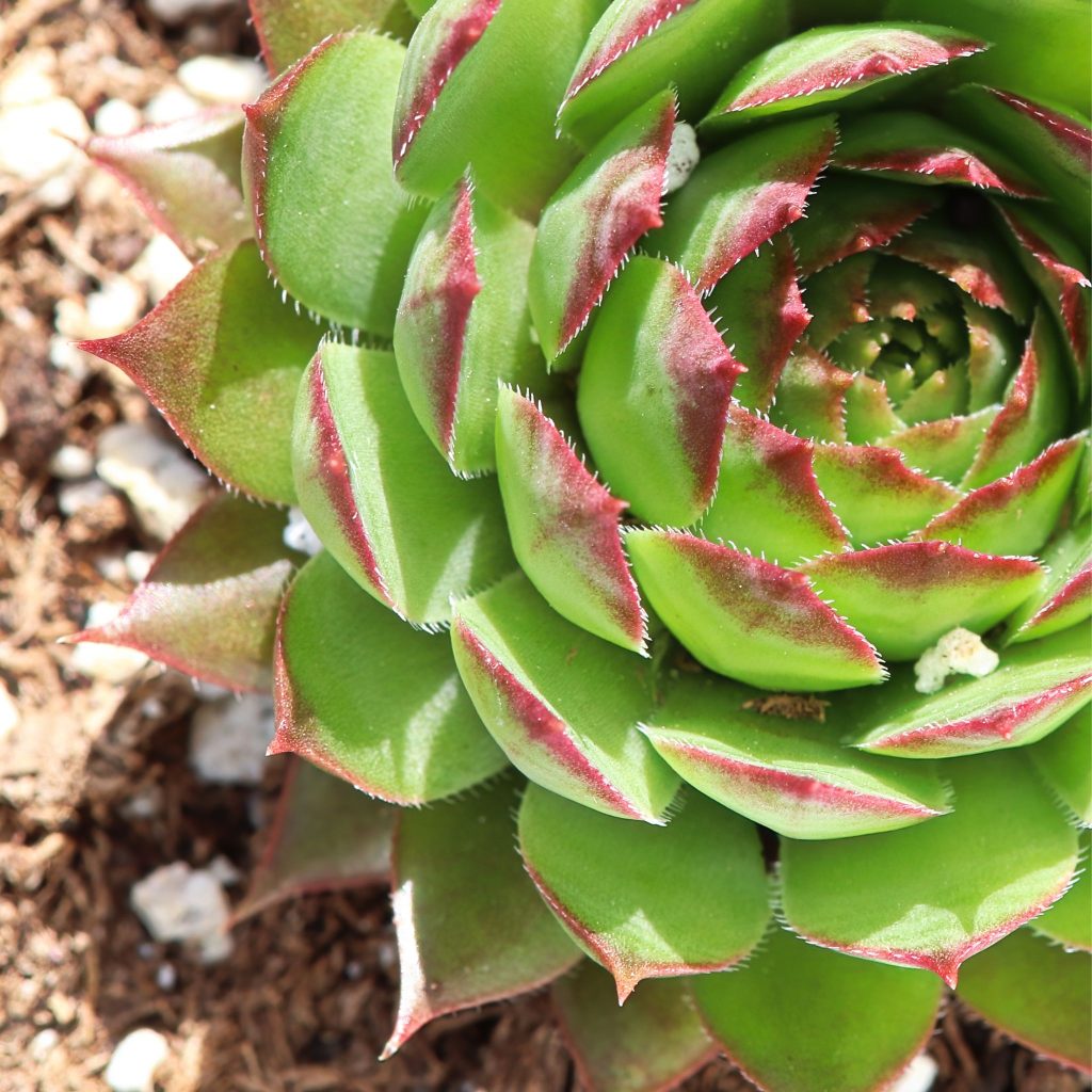 hens and chicks
