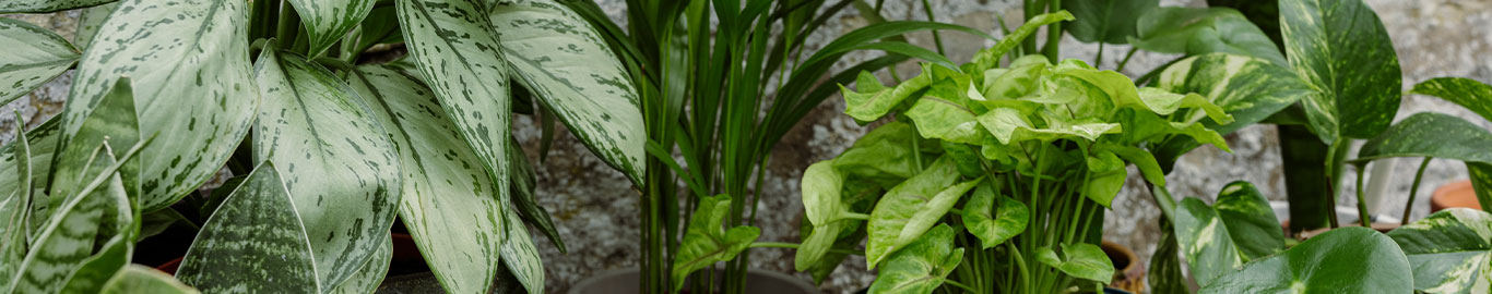 houseplants in bathroom