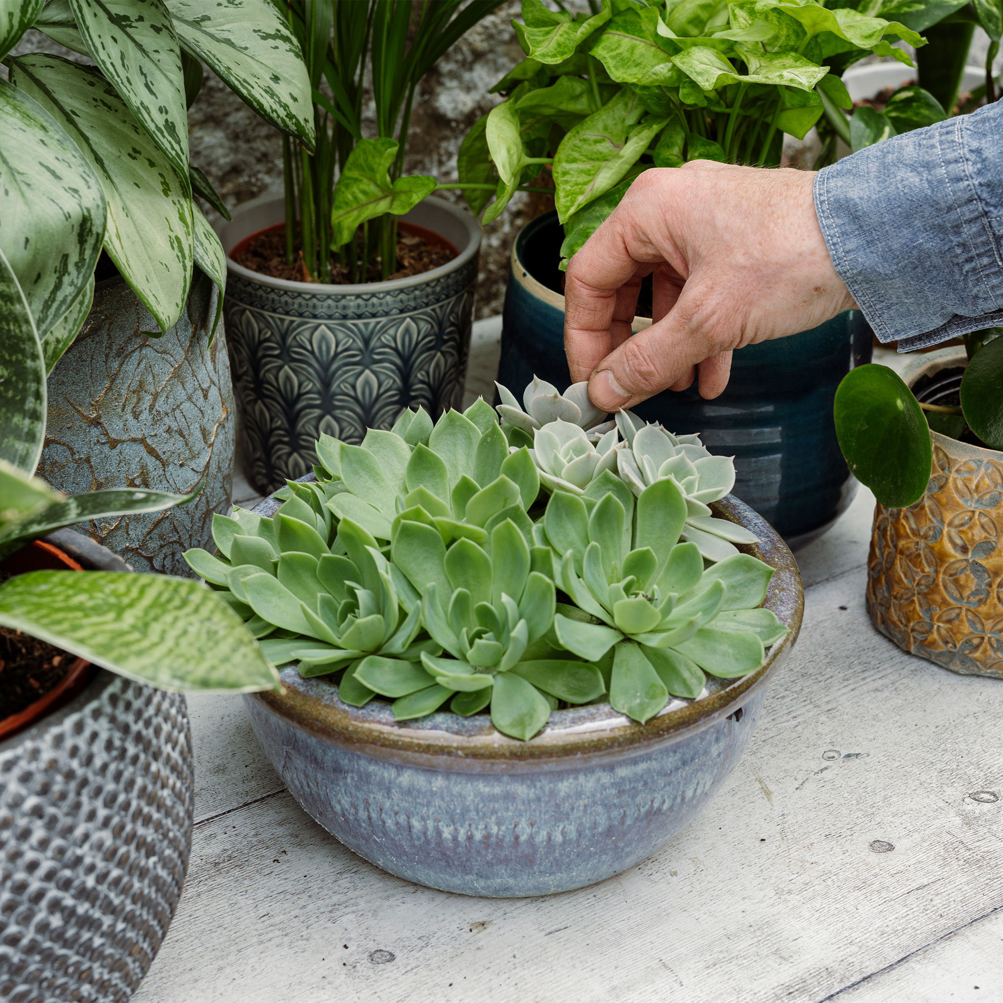 Choosing Houseplants for your Bathroom - Advice - Westland Garden Health