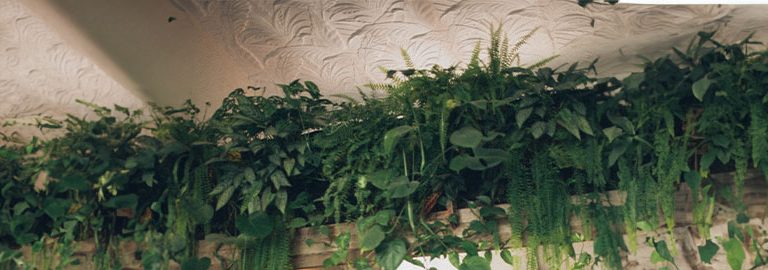 low light houseplants banner