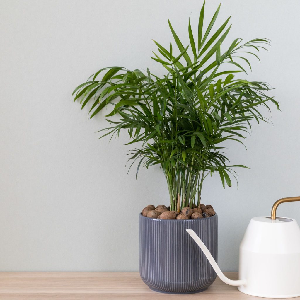 parlor palm in pot