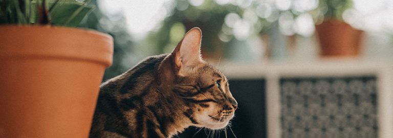 cat with houseplant