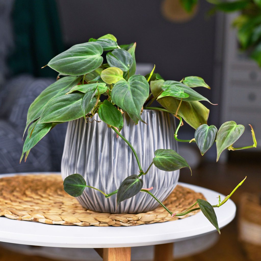 philodendron