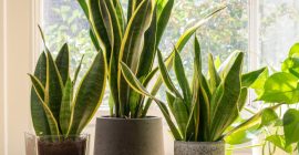 Easy to Care for Houseplants