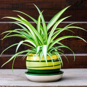 spider plant in pot