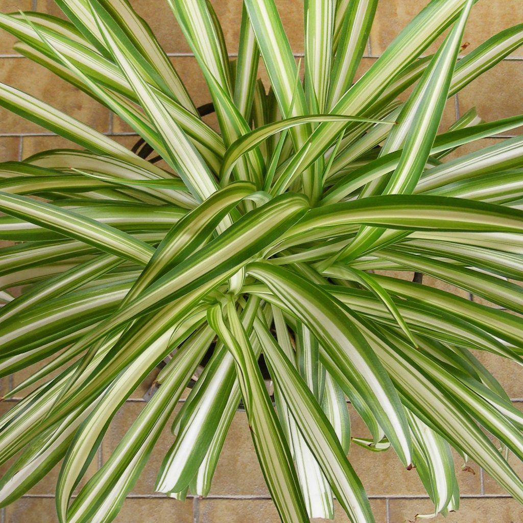 spider plant