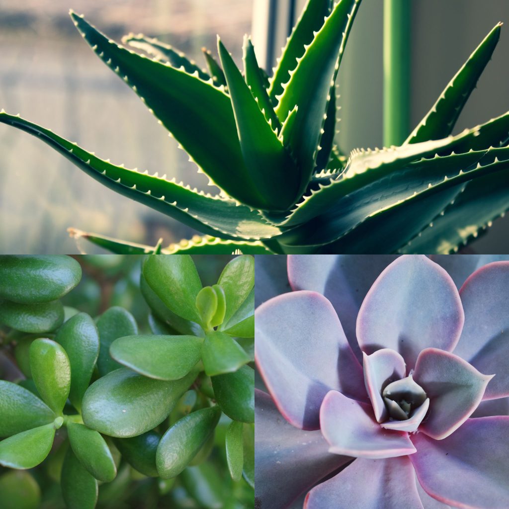 succulents