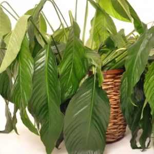 wilting leaves common houseplant problems