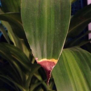 brown tips common houseplant problems