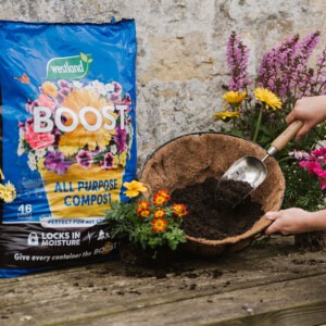 Westland Boost All Purpose Compost 46L planting up hanging basket