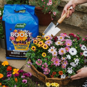 Westland Boost All Purpose Compost planting up hanging basket