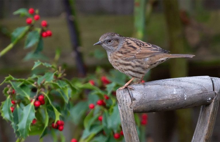 january garden birds