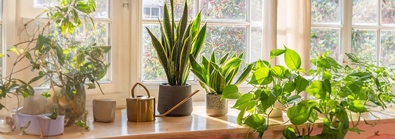 easy to grow houseplants article