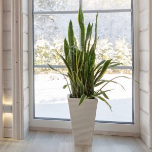 houseplant in direct sunlight common houseplant problems