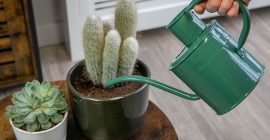 cacti and succulents how to care