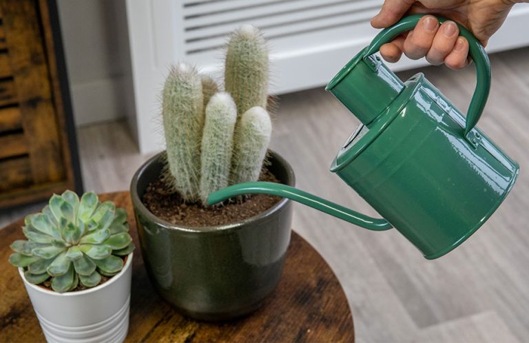 cacti and succulents how to care