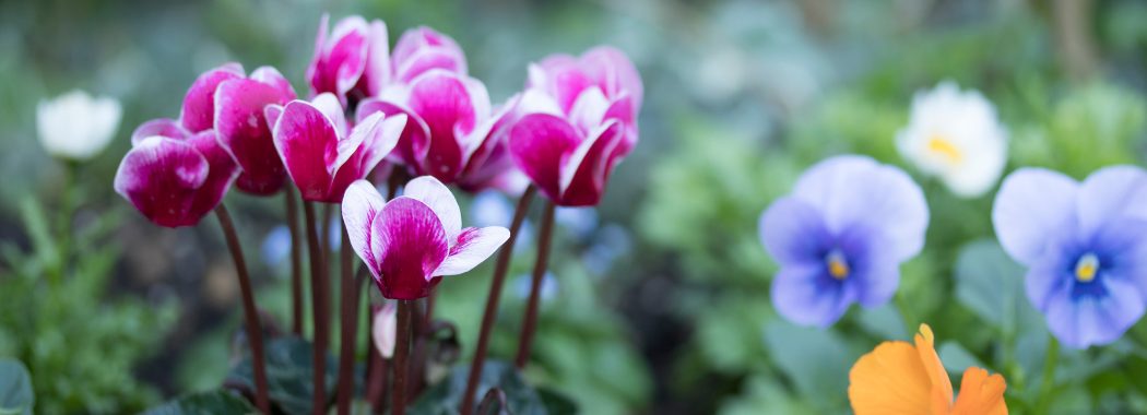 Essential Gardening for January