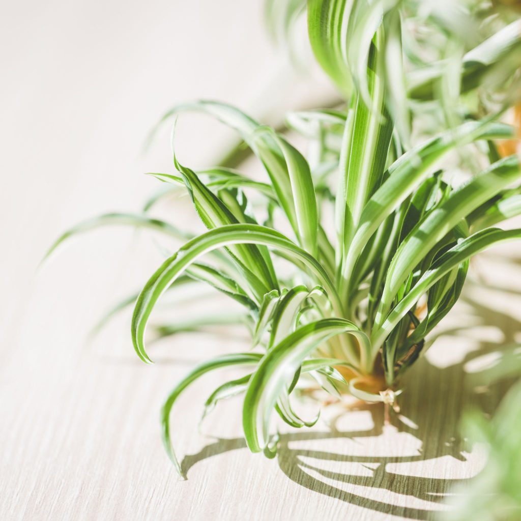 spider plant