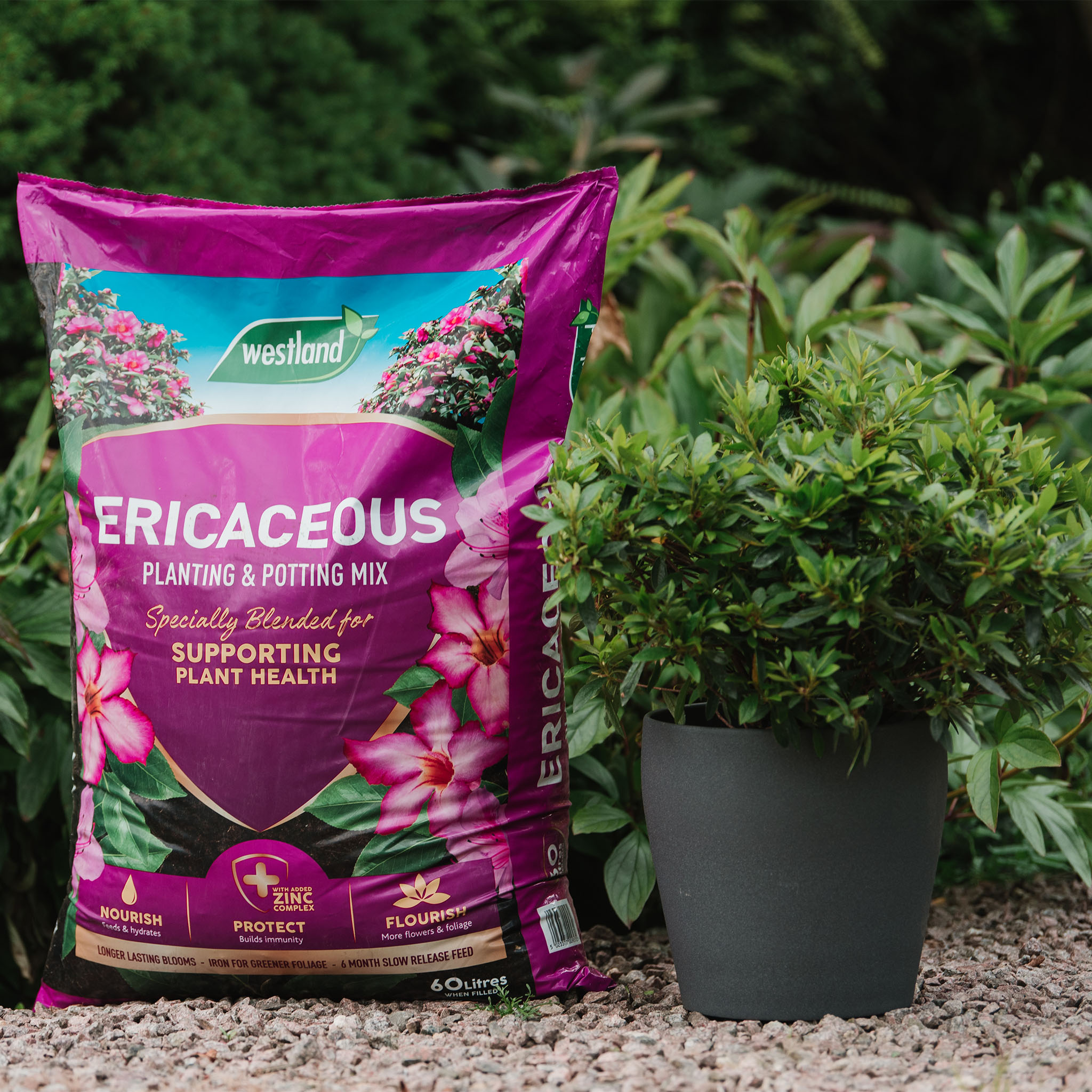 Understanding Ericaceous Compost Garden Health