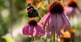 butterfly on flower