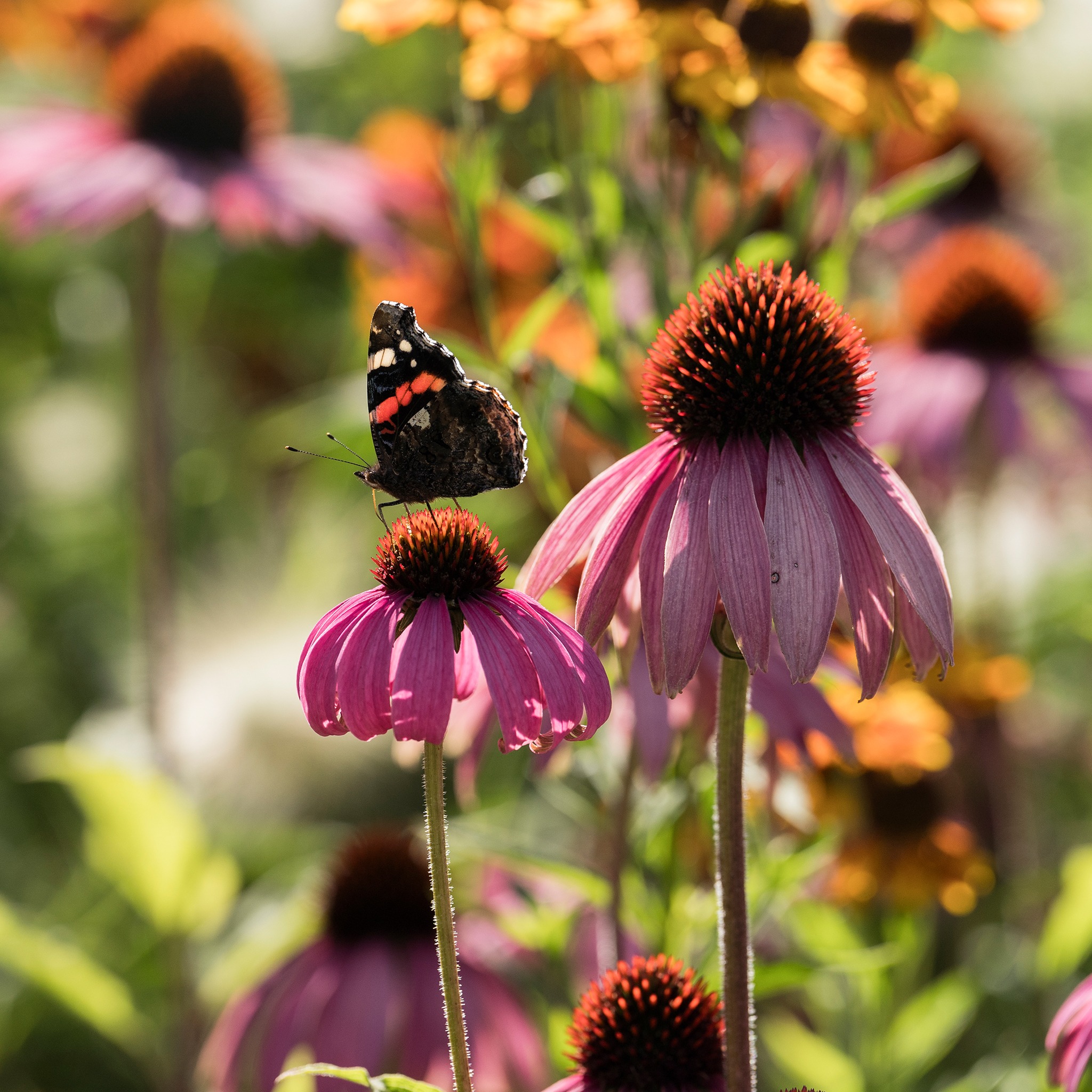 butterfly on flower